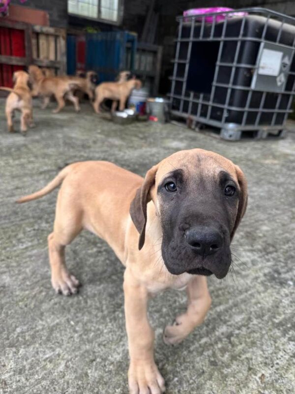 Great Dane pups in Galway - Image 4 of 5