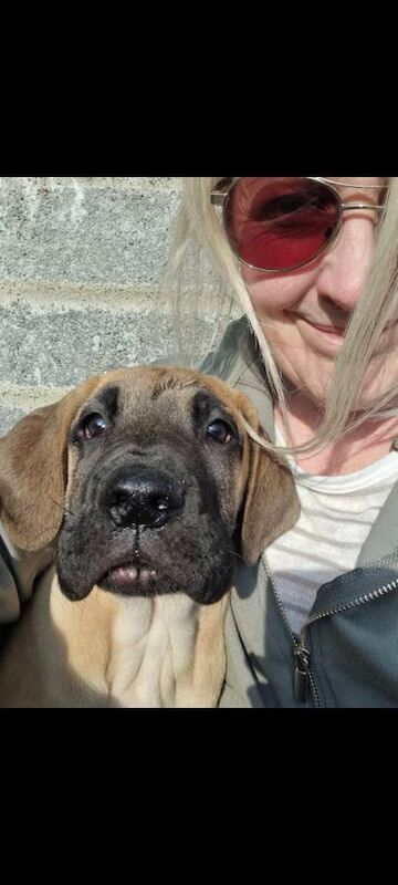 Great Dane pups in Galway - Image 5 of 5