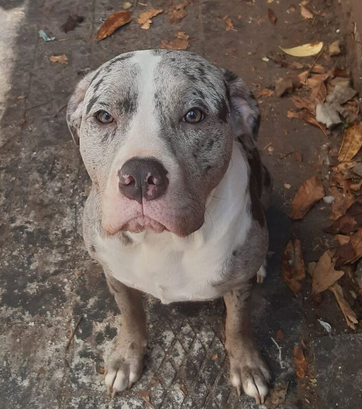 Great Dane puppies for sale in Harborne, West Midlands – 1 year old - Image 2 of 3