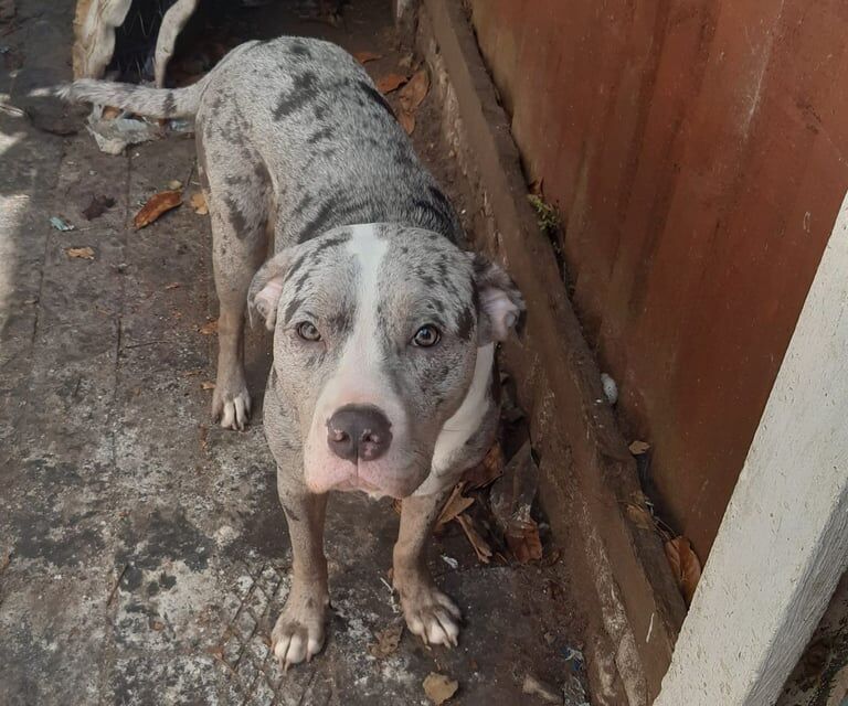 Great Dane puppies for sale in Harborne, West Midlands – 1 year old - Image 3 of 3