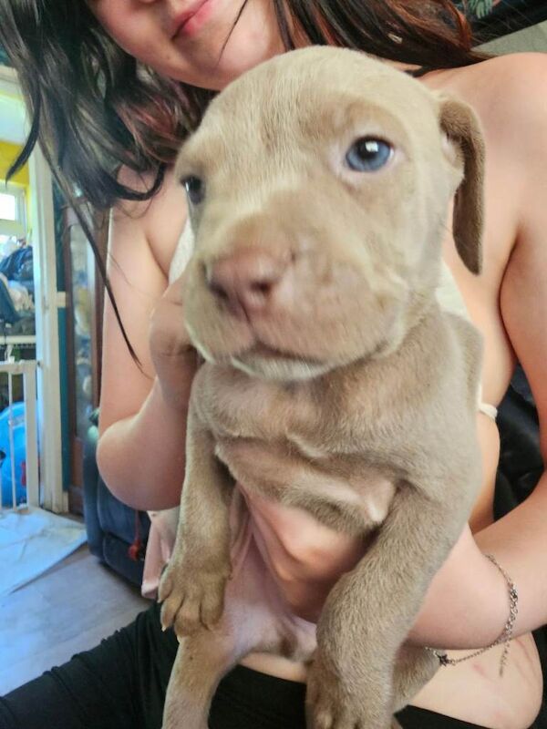 Great Dane Puppies For Sale