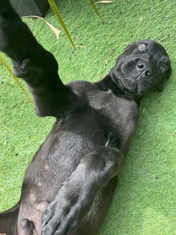 greatdane for sale in Ebbw Vale / Glyn Ebwy, Gwent