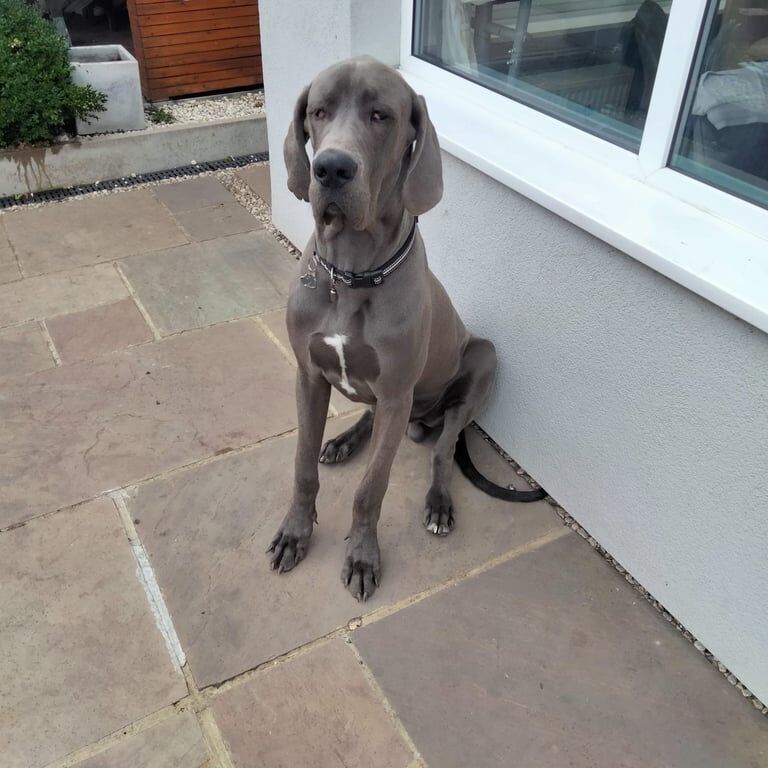 Great Dane puppies for sale in Romford, Greater London – 11 months old