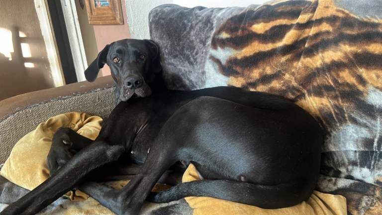 Grey dane