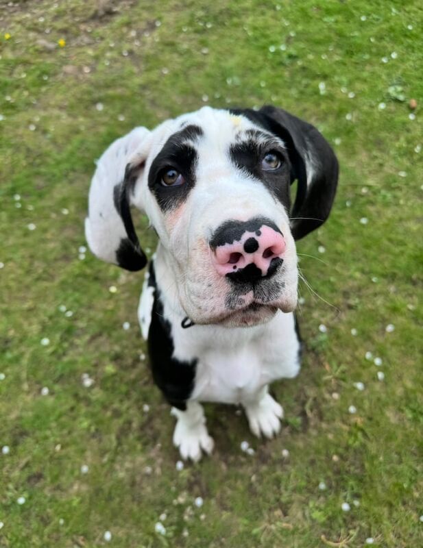 Harley Quinn Great Dane for sale in Danderhall, Midlothian