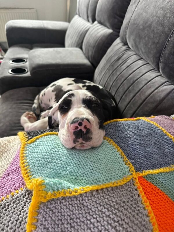 Harley Quinn Great Dane for sale in Danderhall, Midlothian | Image 2