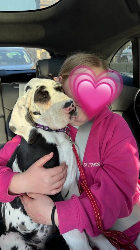 Harley Quinn Great Dane for sale in Danderhall, Midlothian | Image 3
