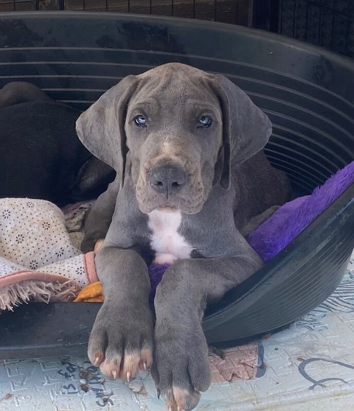 Great Dane puppies for sale in Arnold, Nottinghamshire – KC registered, 10 weeks old