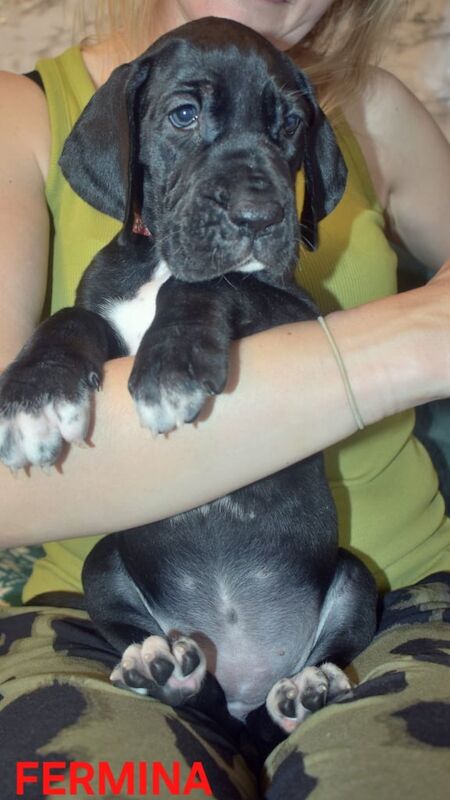 Great Dane puppies for sale in Whitburn, West Lothian – KC registered, 6 weeks old