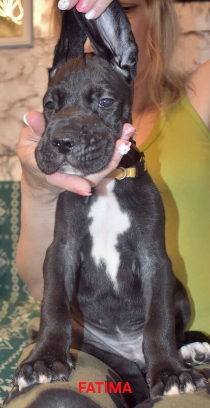 Great Dane puppies for sale in Whitburn, West Lothian – KC registered, 6 weeks old - Image 2 of 3