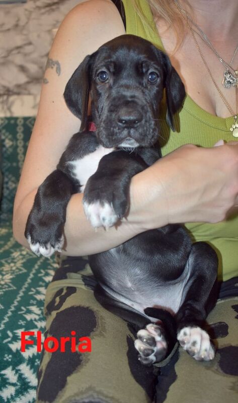 Great Dane puppies for sale in Whitburn, West Lothian – KC registered, 6 weeks old - Image 3 of 3
