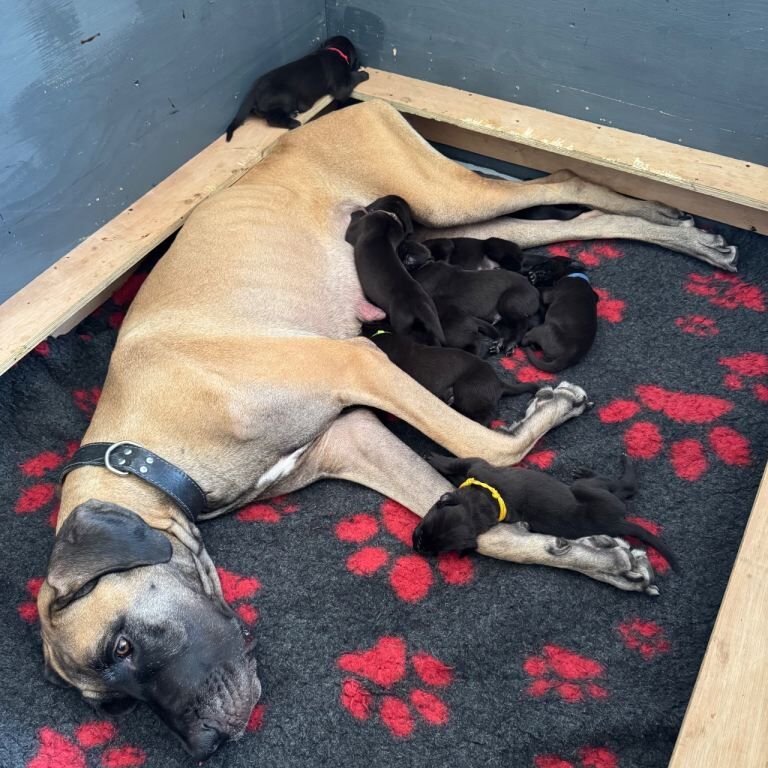 Kennel Club Registered Great Dane Puppies For Sale