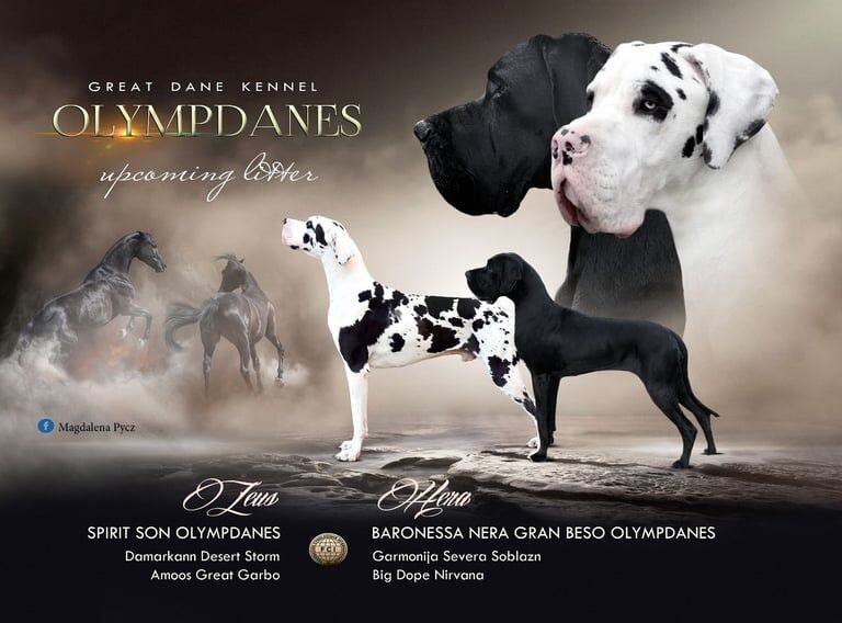 Kc great danes puppies for sale in Whitburn, West Lothian