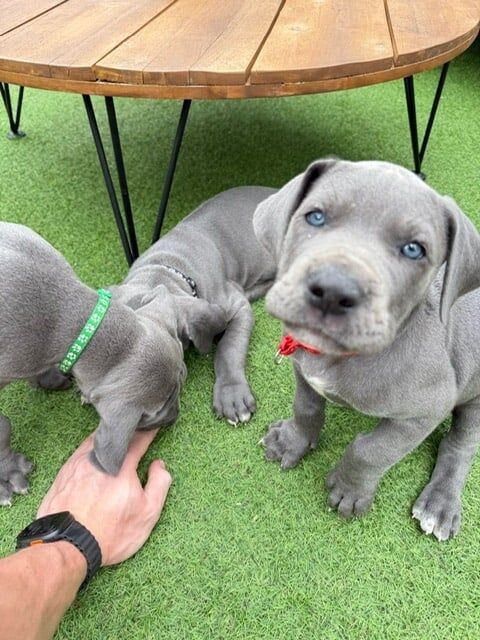 Great Dane puppies for sale in Port Talbot, West Glamorgan – KC registered, 5 weeks old