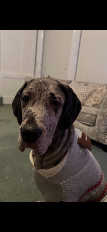 Kennel Club Registered Great Dane Puppies For Sale