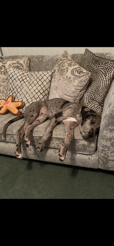 Kc reg Great Dane female - Image 2 of 3