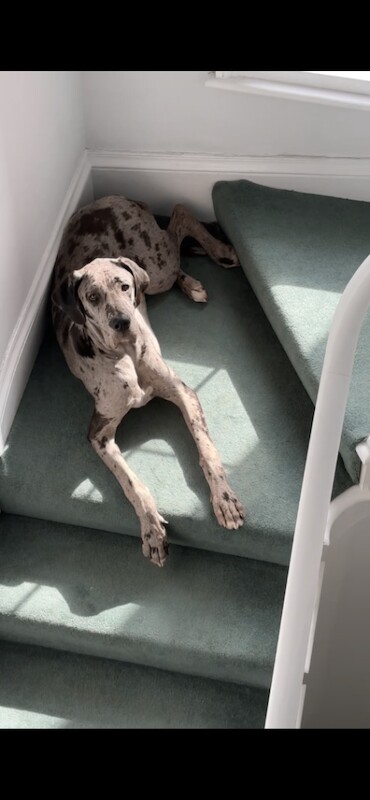 Kc reg Great Dane female - Image 3 of 3