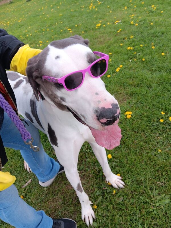 KC REGGREAT DANE BITCH, HARLEY QUINN COLOUR for sale in Lower Midway, Derbyshire