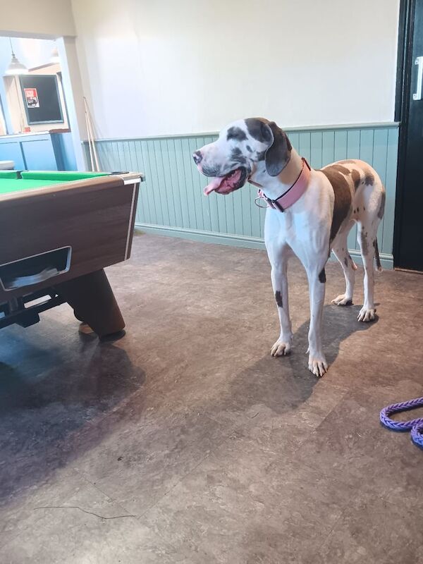 KC REGGREAT DANE BITCH, HARLEY QUINN COLOUR for sale in Lower Midway, Derbyshire - Image 2