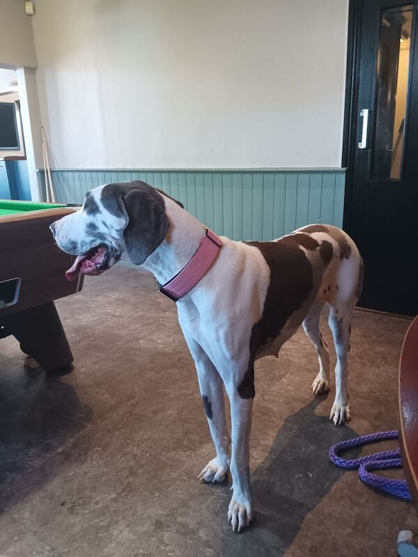 KC REGGREAT DANE BITCH, HARLEY QUINN COLOUR for sale in Lower Midway, Derbyshire - Image 3