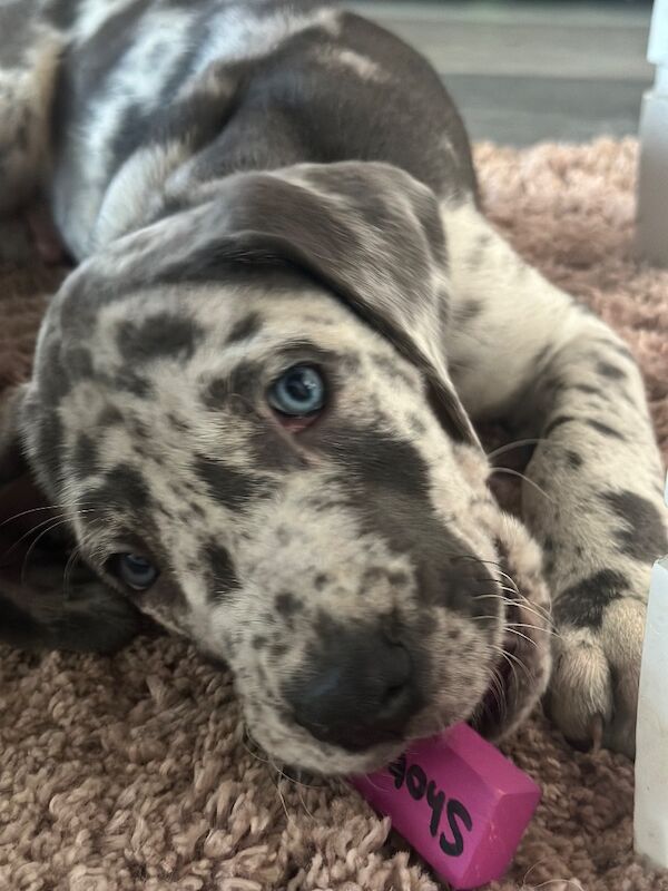 Great Dane puppies for sale in Grantham, Lincolnshire – KC registered, 8 weeks old