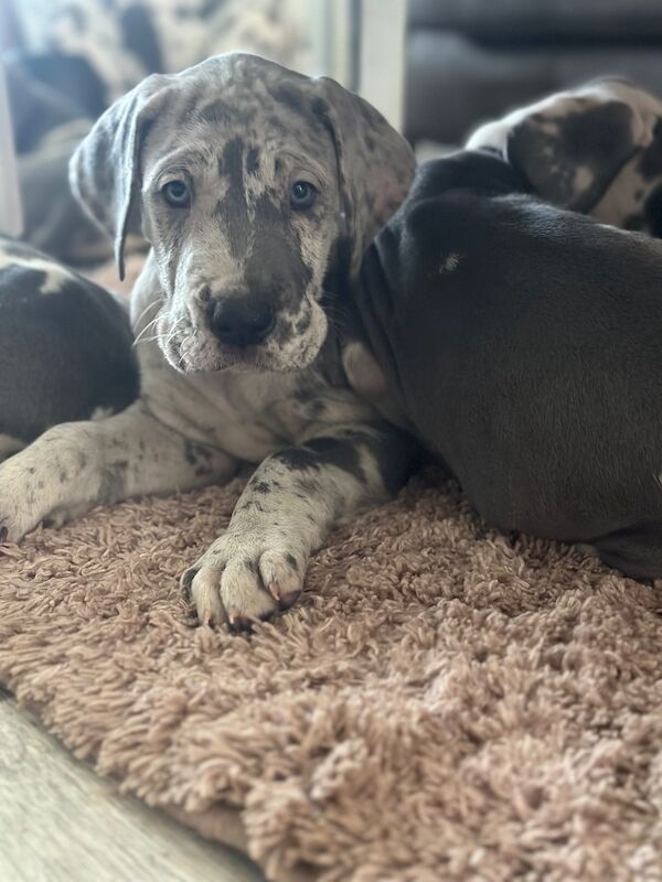 Great Dane puppies for sale in Grantham, Lincolnshire – KC registered, 12 weeks old - Image 2 of 15