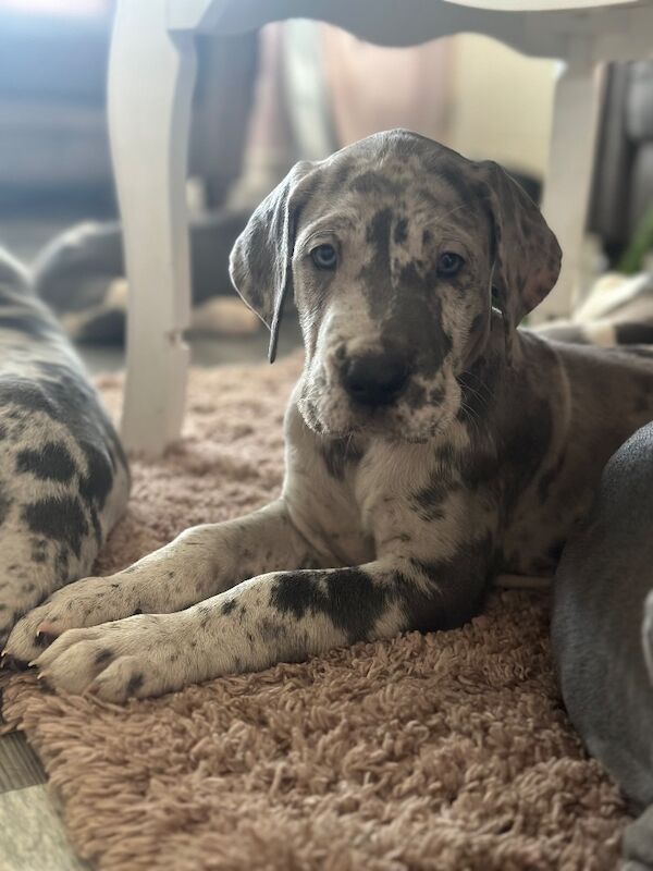 Great Dane puppies for sale in Grantham, Lincolnshire – KC registered, 12 weeks old - Image 4 of 15