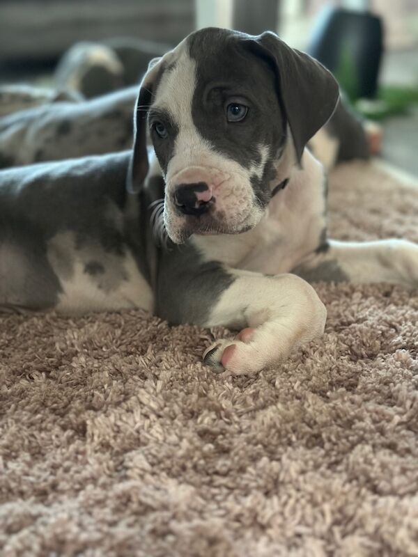 Great Dane puppies for sale in Grantham, Lincolnshire – KC registered, 12 weeks old - Image 5 of 15