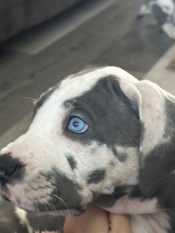 Great Dane puppies for sale in Grantham, Lincolnshire – KC registered, 12 weeks old - Image 6 of 15