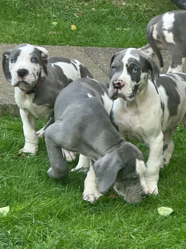 Great Dane puppies for sale in Grantham, Lincolnshire – KC registered, 12 weeks old - Image 7 of 15