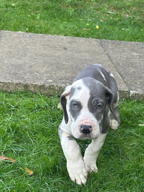 Great Dane puppies for sale in Grantham, Lincolnshire – KC registered, 12 weeks old - Image 8 of 15
