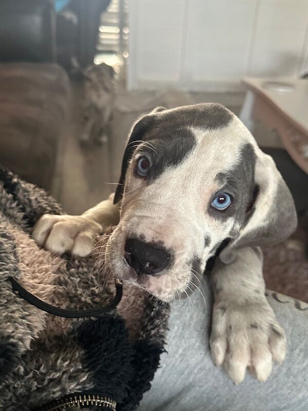 Great Dane puppies for sale in Grantham, Lincolnshire – KC registered, 12 weeks old - Image 9 of 15