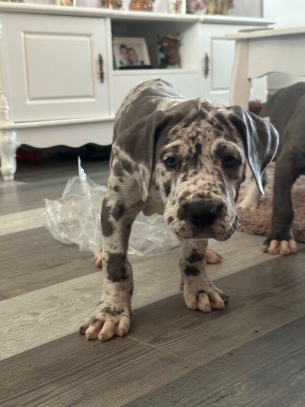 Great Dane puppies for sale in Grantham, Lincolnshire – KC registered, 12 weeks old - Image 10 of 15