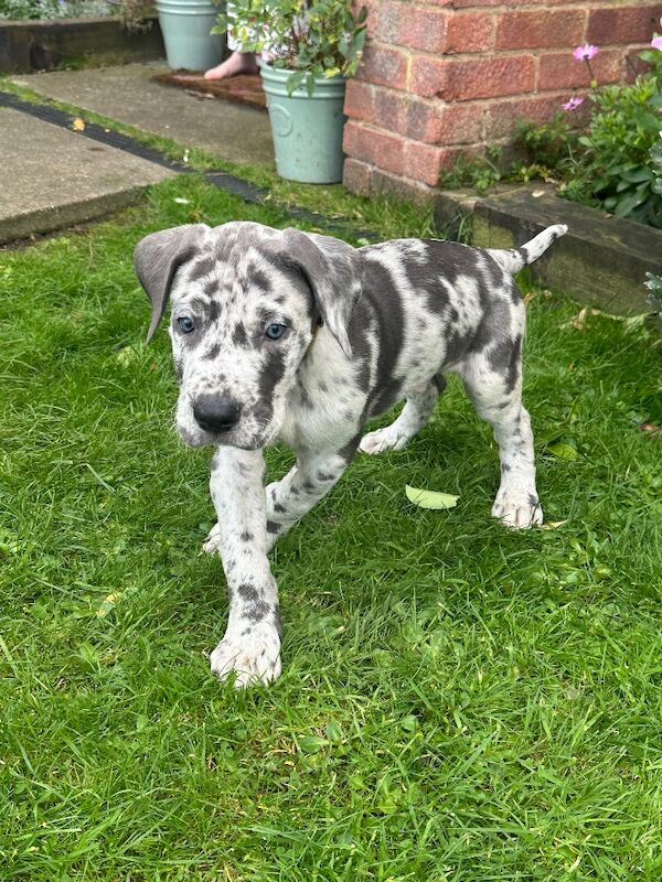 Great Dane puppies for sale in Grantham, Lincolnshire – KC registered, 12 weeks old - Image 11 of 15