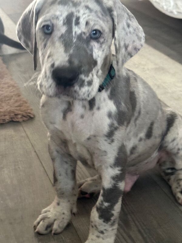 Great Dane puppies for sale in Grantham, Lincolnshire – KC registered, 12 weeks old - Image 12 of 15
