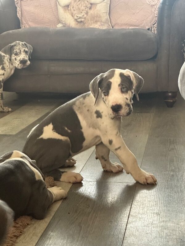 Great Dane puppies for sale in Grantham, Lincolnshire – KC registered, 12 weeks old - Image 13 of 15