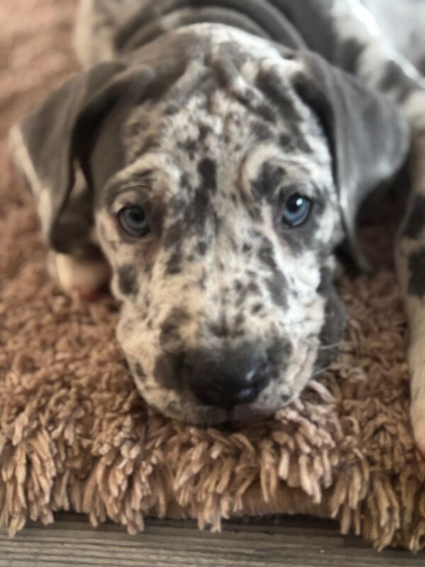 Great Dane puppies for sale in Grantham, Lincolnshire – KC registered, 12 weeks old - Image 14 of 15