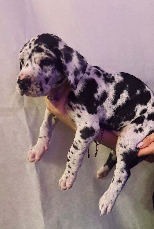 Great Dane puppies for sale in Hamilton, Lanarkshire – KC registered, 12 weeks old - Image 2 of 4