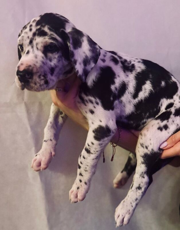 Great Dane puppies for sale in Hamilton, Lanarkshire – KC registered, 12 weeks old - Image 4 of 4