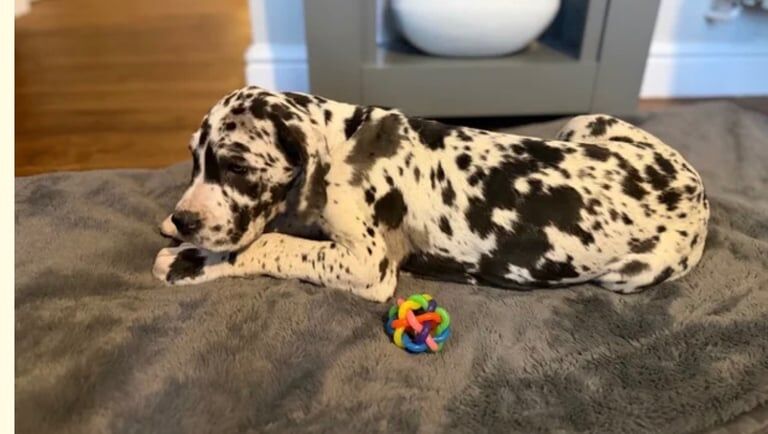 Great Dane puppies for sale in Warwick, Warwickshire – KC registered, 12 weeks old