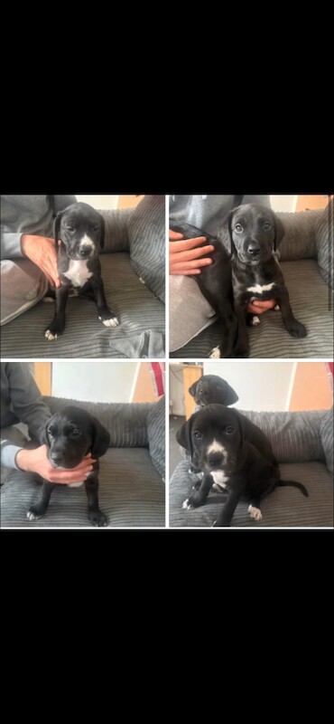 Lab x great dane pups