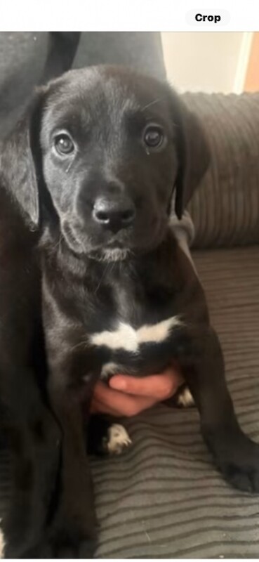 Lab x great dane pups - Image 2 of 5
