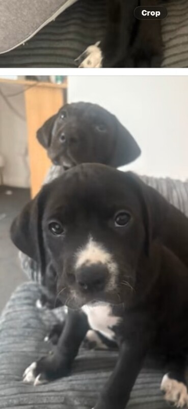 Lab x great dane pups - Image 3 of 5