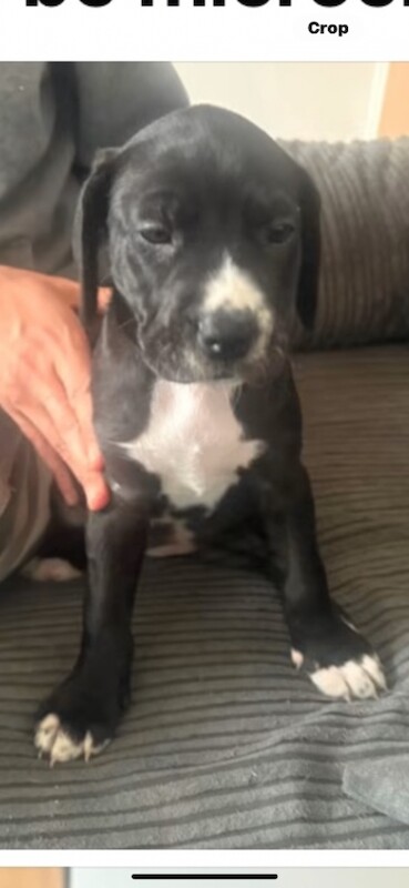 Lab x great dane pups - Image 4 of 5