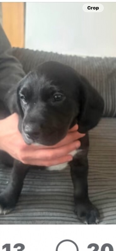 Lab x great dane pups - Image 5 of 5