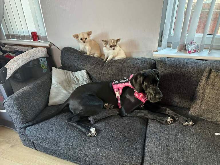 Kennel Club Registered Great Dane Puppies For Sale