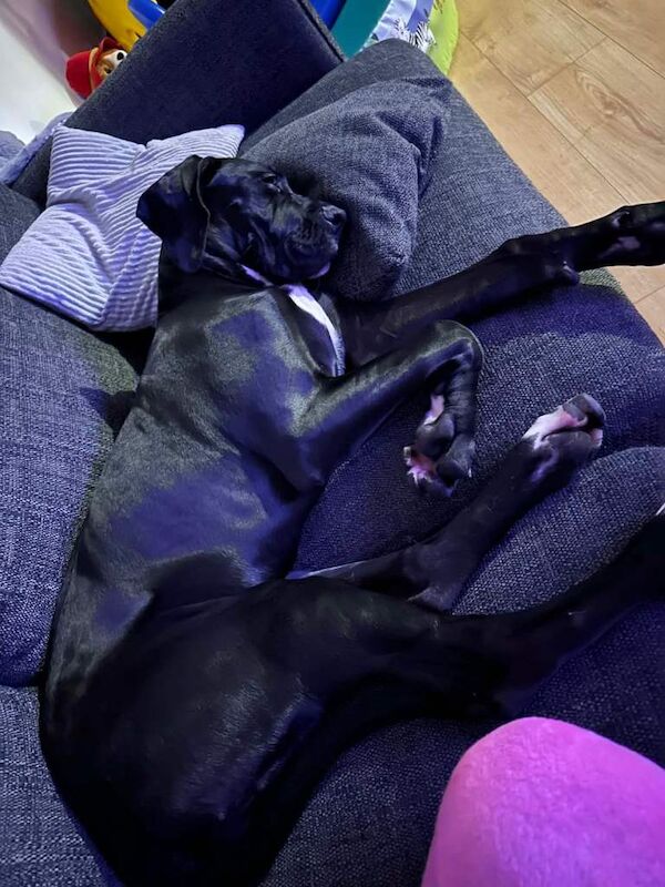 Olympian great dane - Image 2 of 6