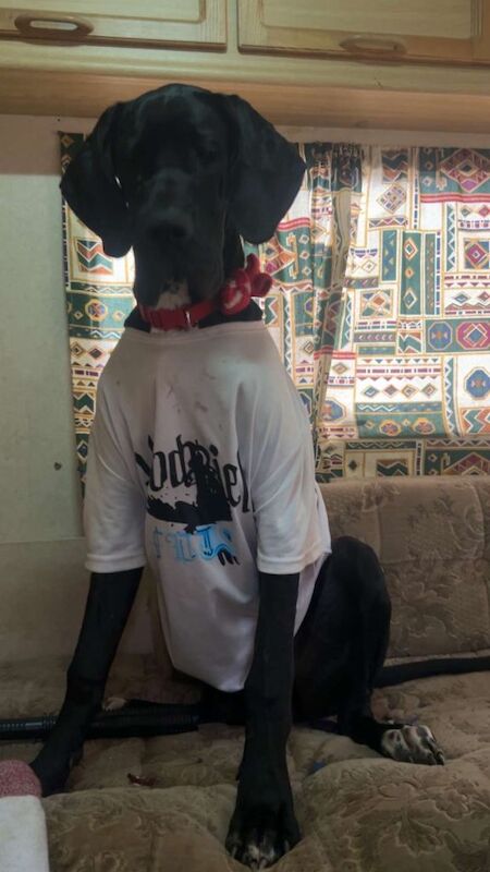 Olympian great dane - Image 3 of 6
