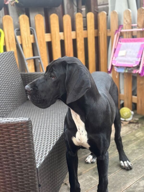 Olympian great dane - Image 4 of 6