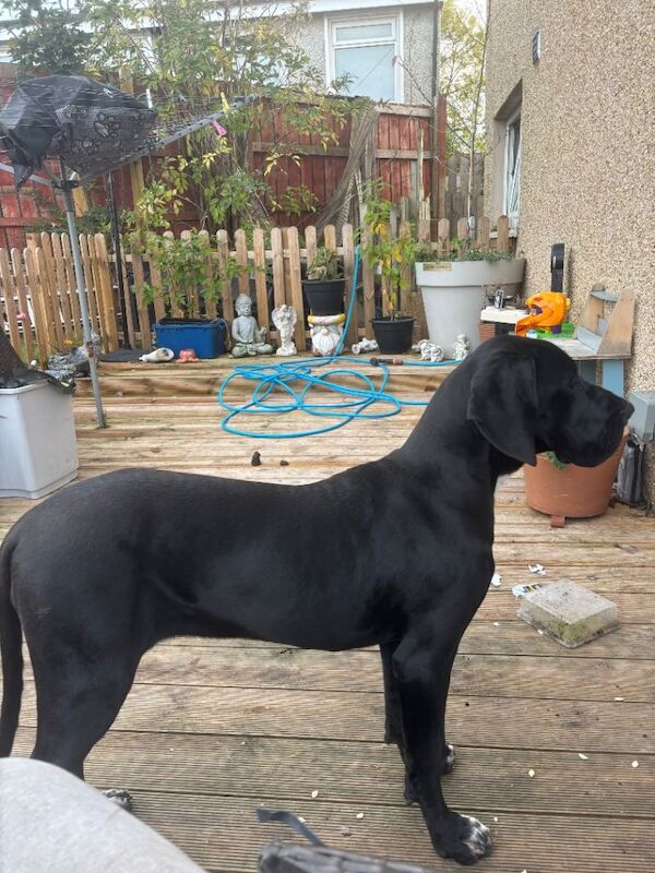 Olympian great dane - Image 5 of 6